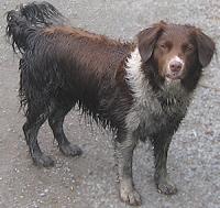 muddy dog